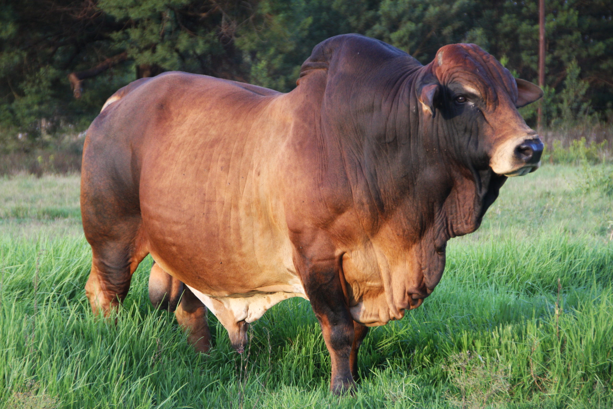 ceasar boran bull